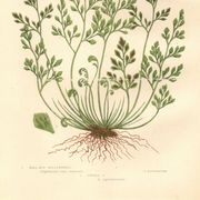 Engraving from 1889 - Hair by A. Pratt - old botanical chromolithograph