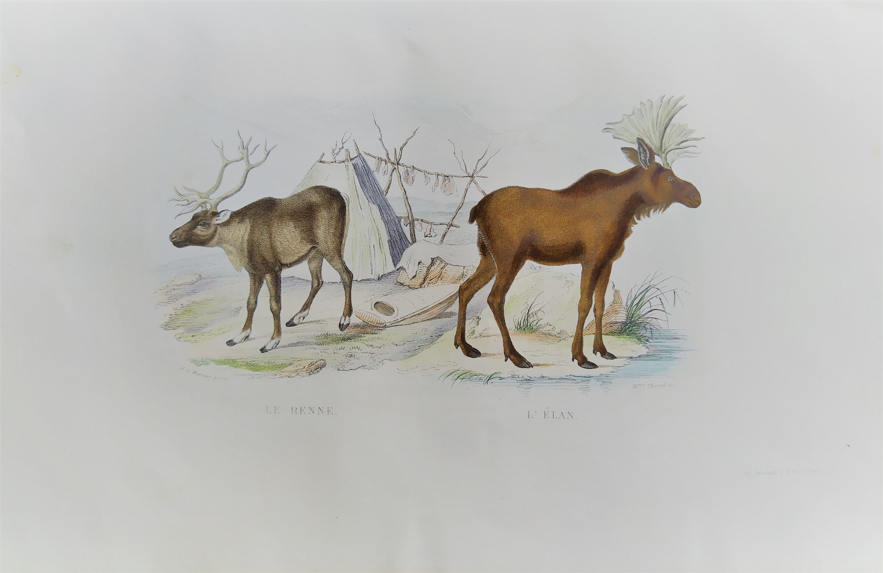 Zoological plank, original "renne - Elan " Buffon 1840