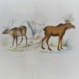 Zoological plank, original "renne - Elan " Buffon 1840