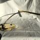 Piano or desk lamp in gilded brass