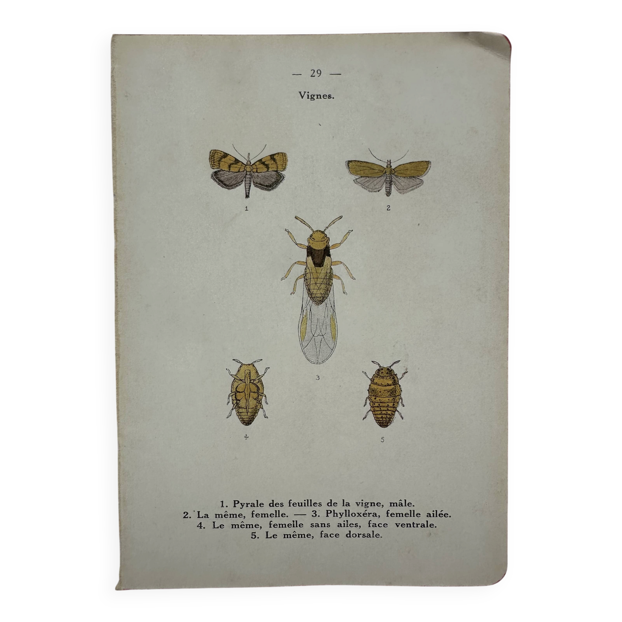 Old lithograph vintage insect