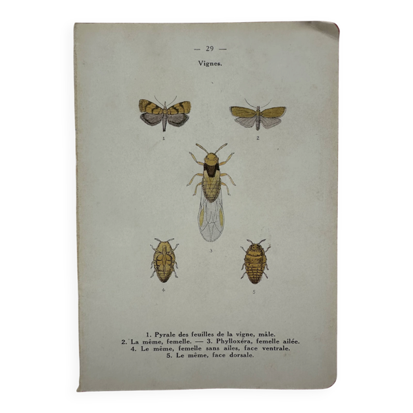Litho ancienne gravure insecte vintage