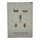 Litho ancienne gravure insecte vintage