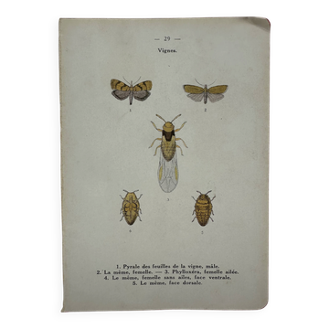 Litho ancienne gravure insecte vintage