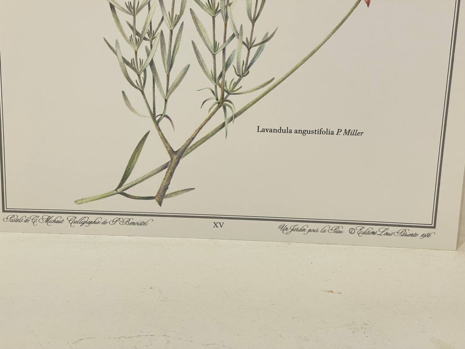 Botanical plate – Lavender – Louis Pariente, 1986