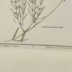 Botanical plate – Lavender – Louis Pariente, 1986