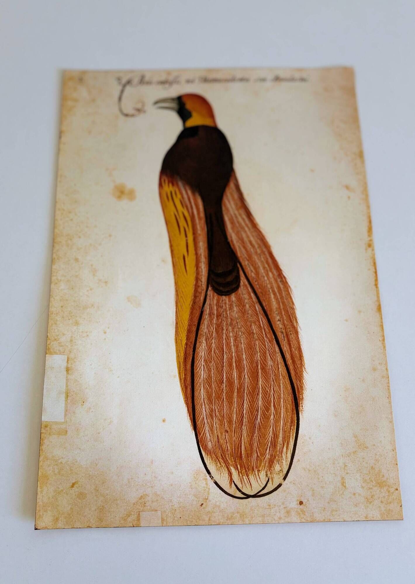 Impressions of the natural history of the Renaissance, pair of facsimiles of the Codex Pomar, 1990s.