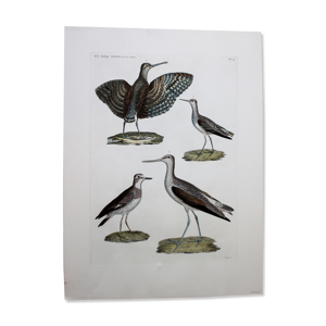 Gravure 4 Oiseaux - Planche original