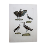Engraving 4 Birds - Original plate of the "Chalcography of the Louvre" - Plover and Knight