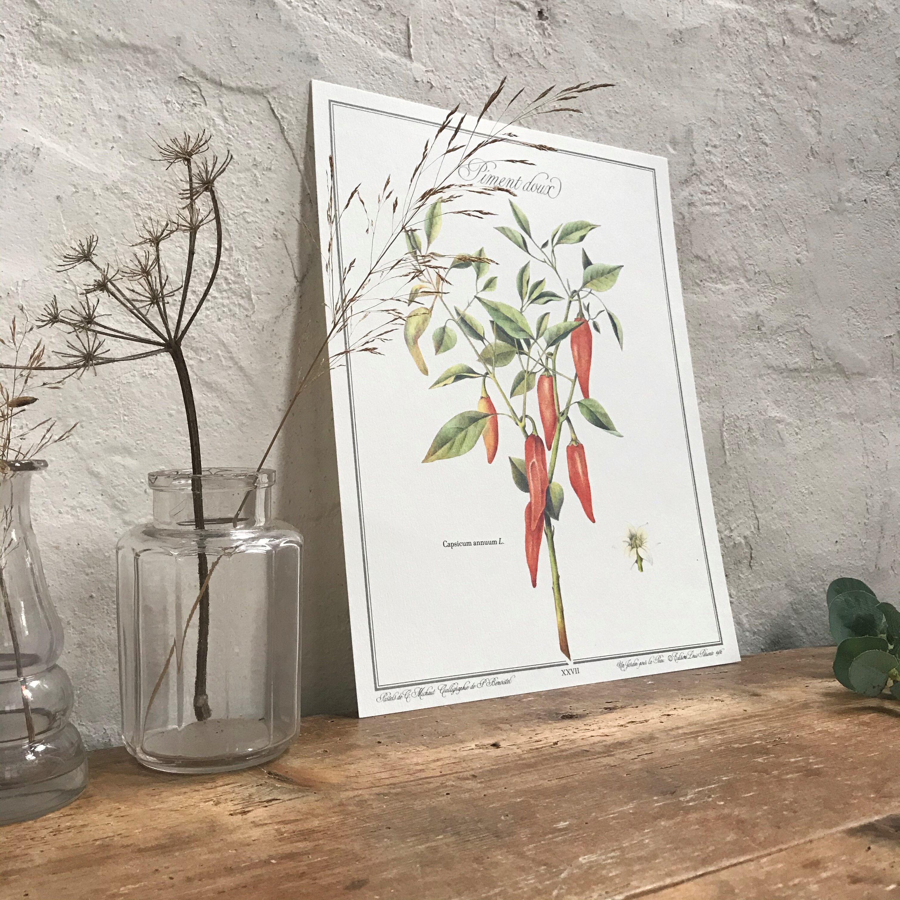 Botanical board the Sweet Pepper