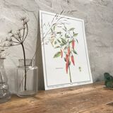 Planche botanique le Piment doux