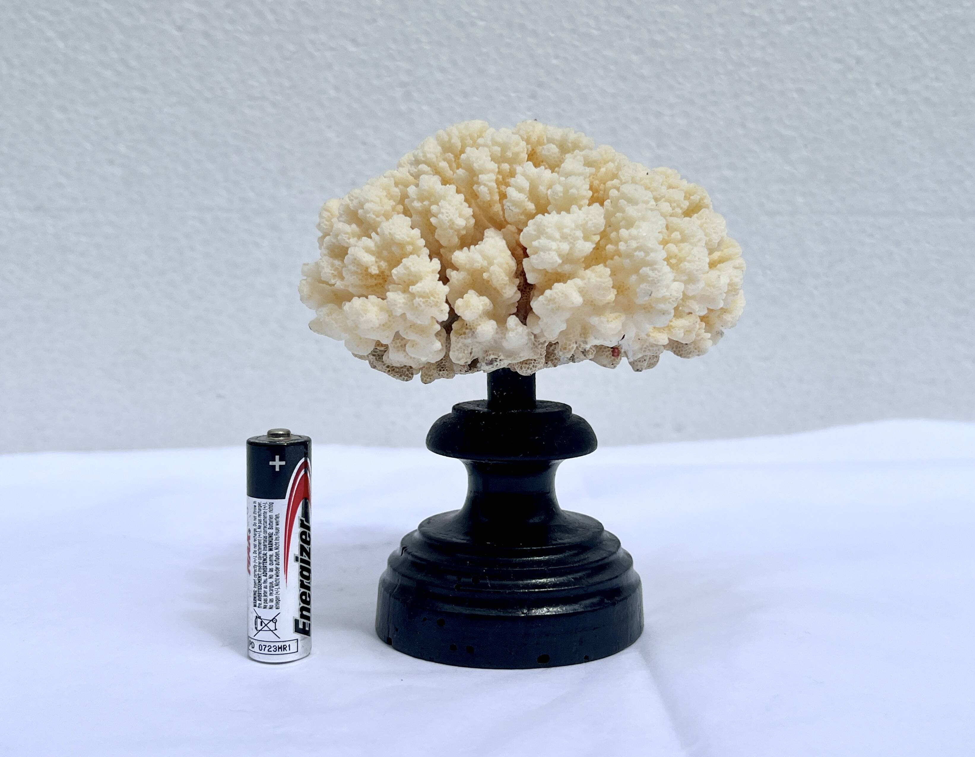 Natural white coral on wooden base turned Napoleon III 19th century cabinet of curiosities