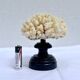 Natural white coral on wooden base turned Napoleon III 19th century cabinet of curiosities
