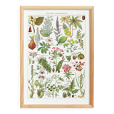 Poster about dangerous plants "poppy", based on a 1920 lithograph