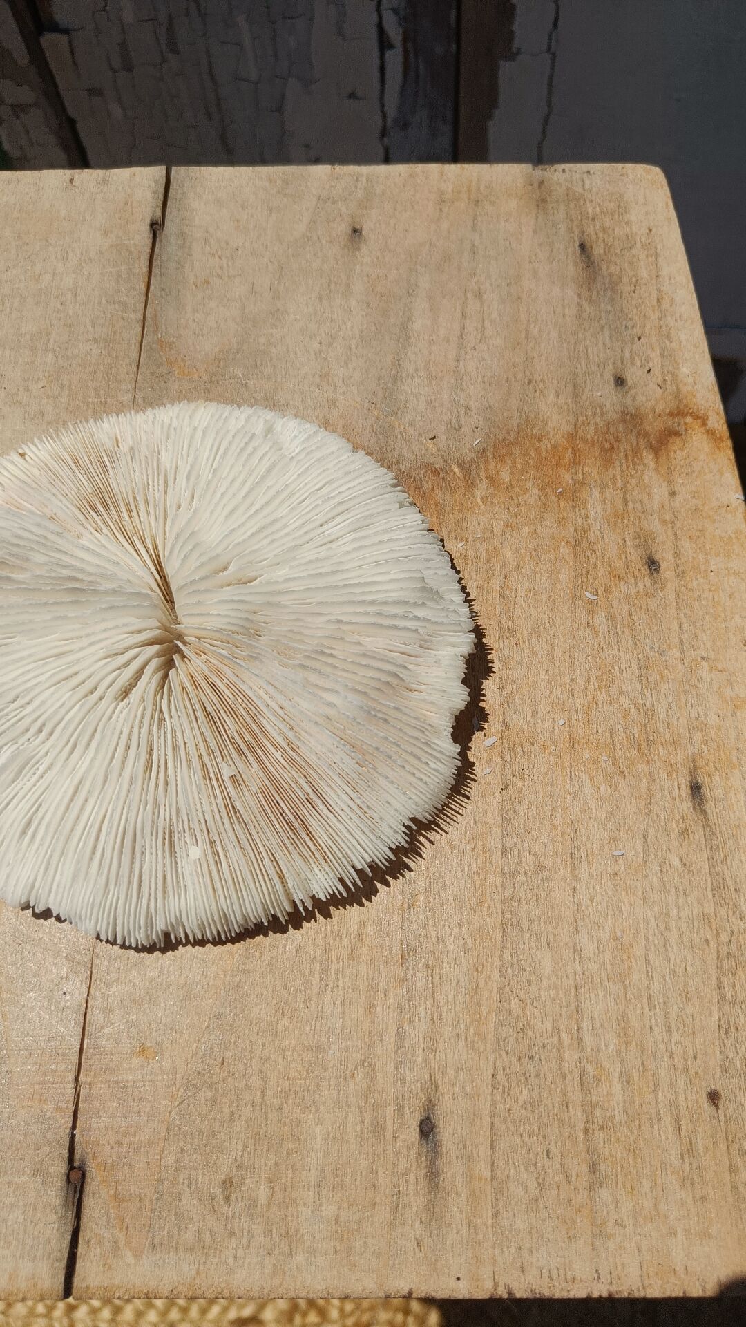 Natural white coral