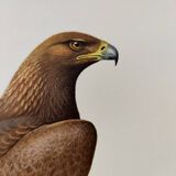 Bird illustration from the 60s - Golden Eagle - Vintage zoological and ornithological board