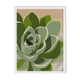 Illustration "Succulent #3" par Noums Atelier