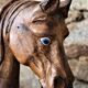 Ancien cheval de manège en bois