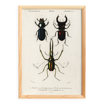 Poster about beetles (scarabs and stag beetles), based on an engraving