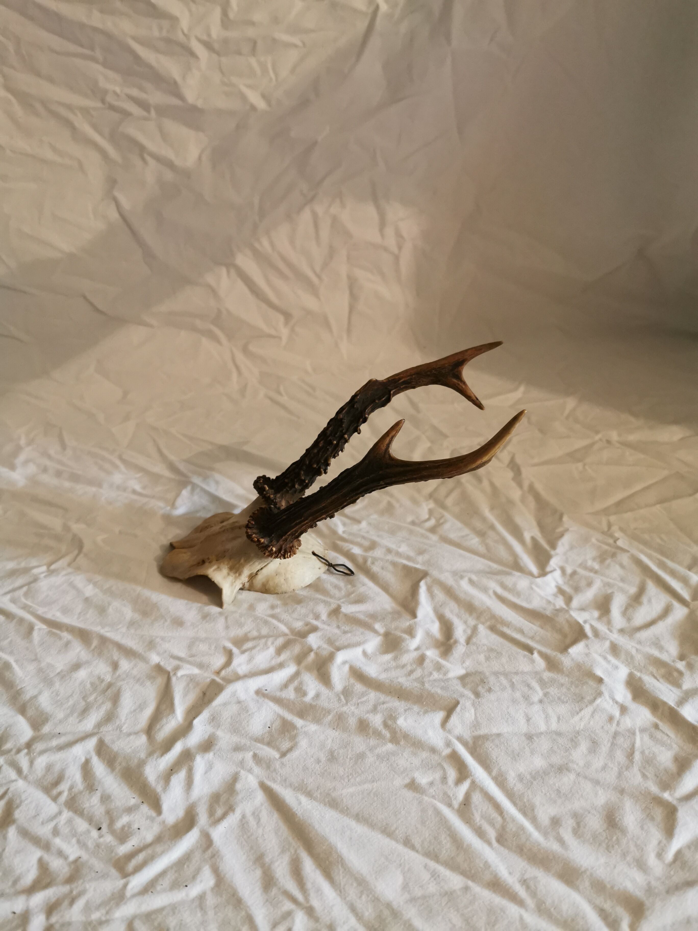 Hunting trophy deer horn