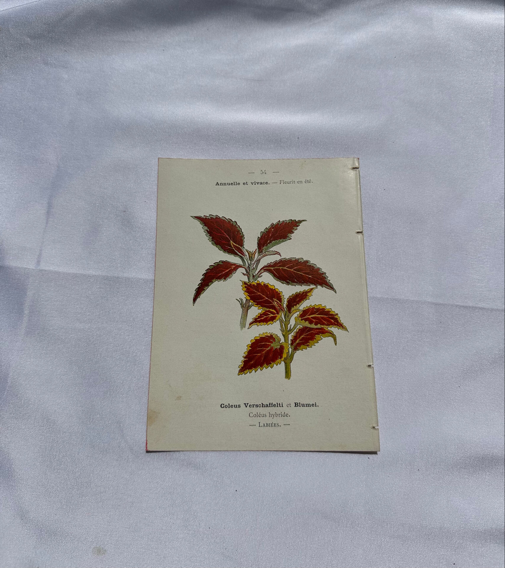 Planche botanique gravure florale naturaliste 19eme