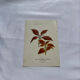 Planche botanique gravure florale naturaliste 19eme
