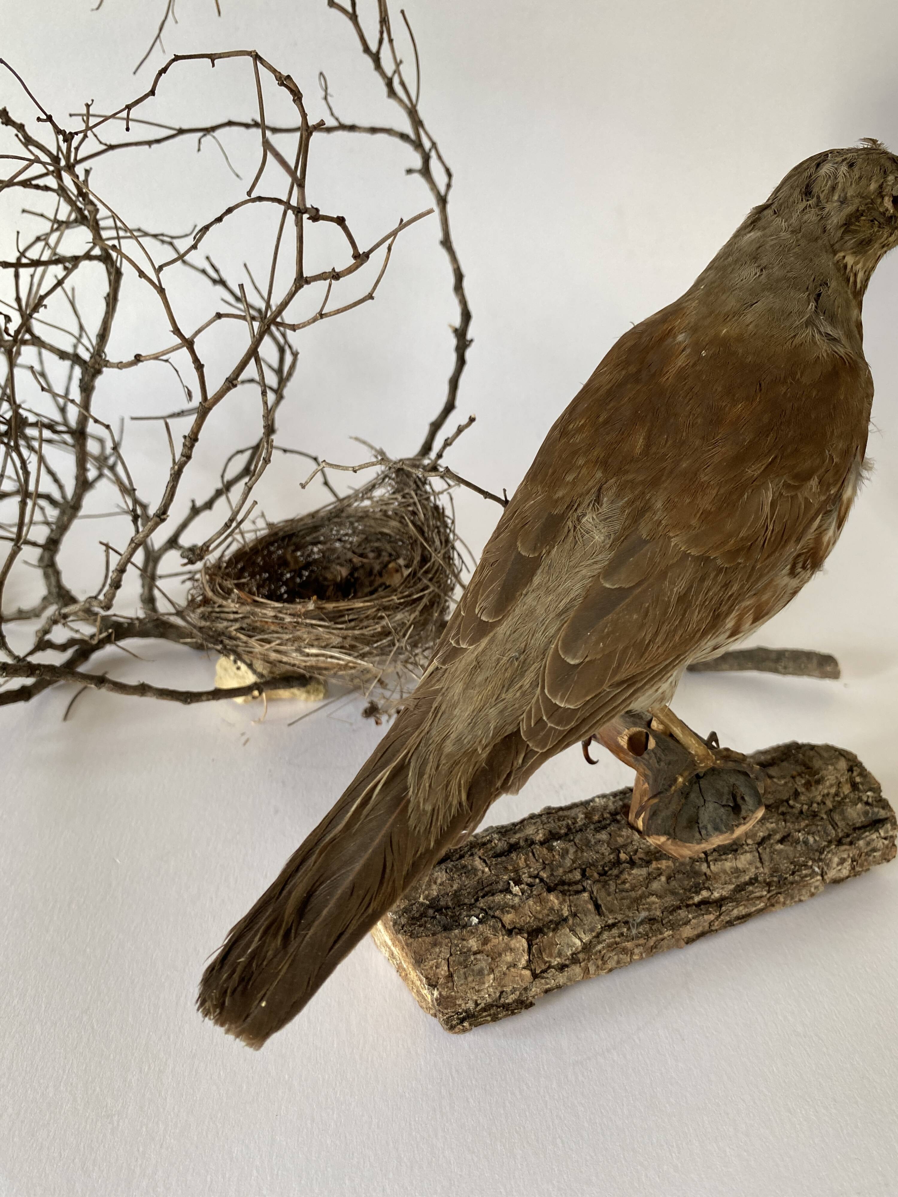 Stuffed bird, taxidermy, cabinet of curiosities