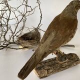 Stuffed bird, taxidermy, cabinet of curiosities