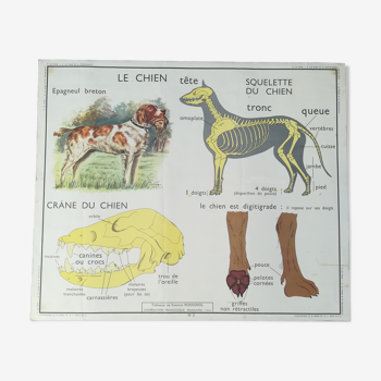 Ancienne affiche pédagogique Rossignol : Chien - Insectivores
