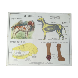 Ancienne affiche pédagogique Rossignol : Chien - Insectivores