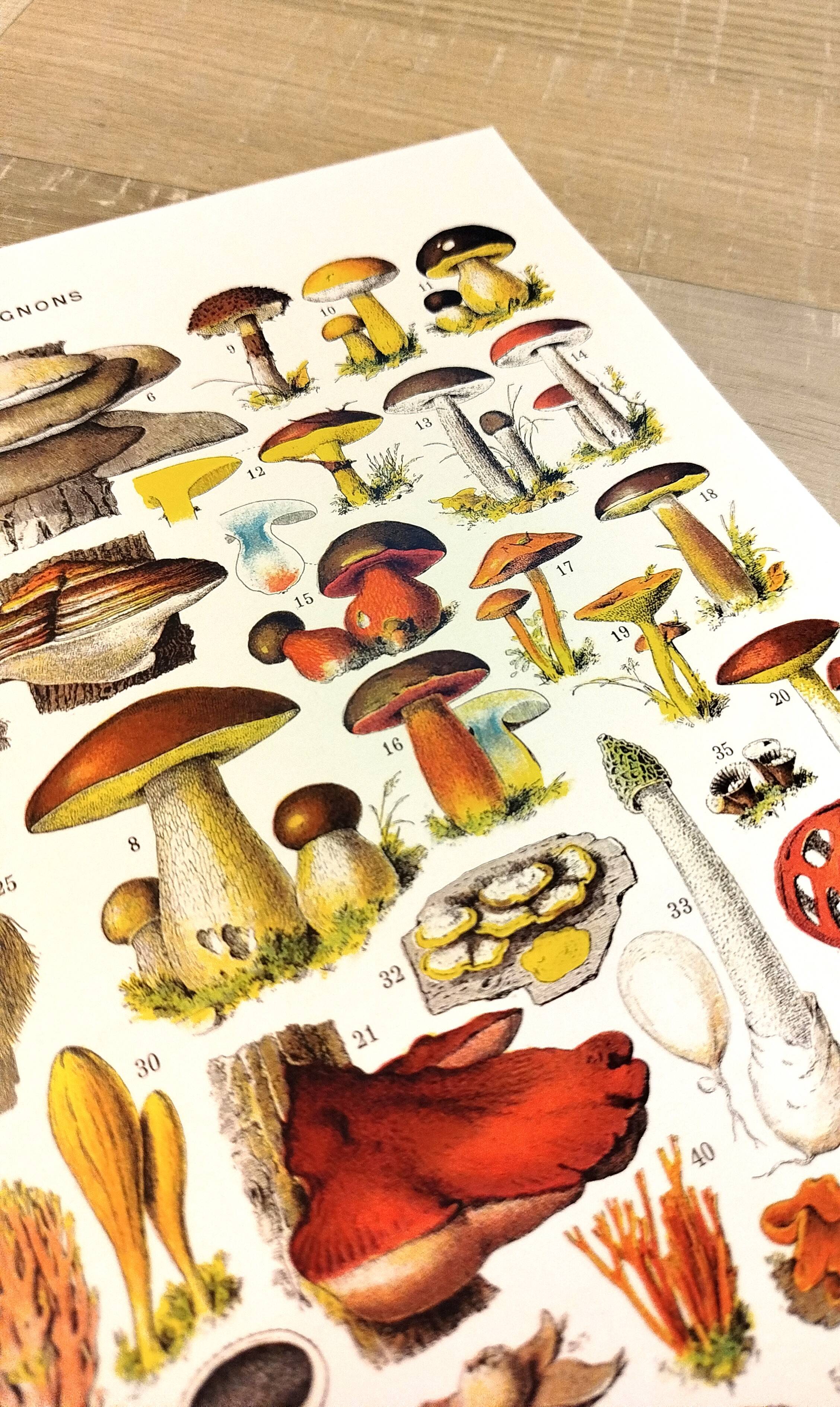 Poster on mushrooms "ceps", from a lithograph from 1928