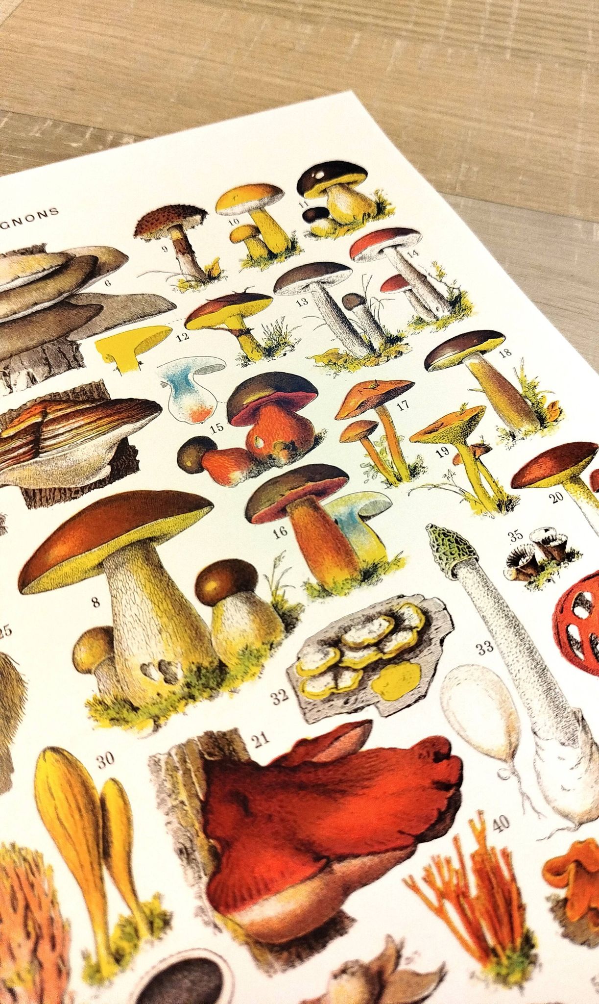 Poster on mushrooms "ceps", from a lithograph from 1928