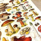 Poster on mushrooms "ceps", from a lithograph from 1928