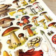 Poster on mushrooms "ceps", from a lithograph from 1928