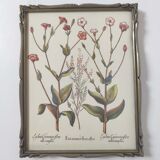 Planche de botanique fleurs sauvages cadre bois à poser