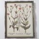 Botanical board wildflowers frame wood to pose