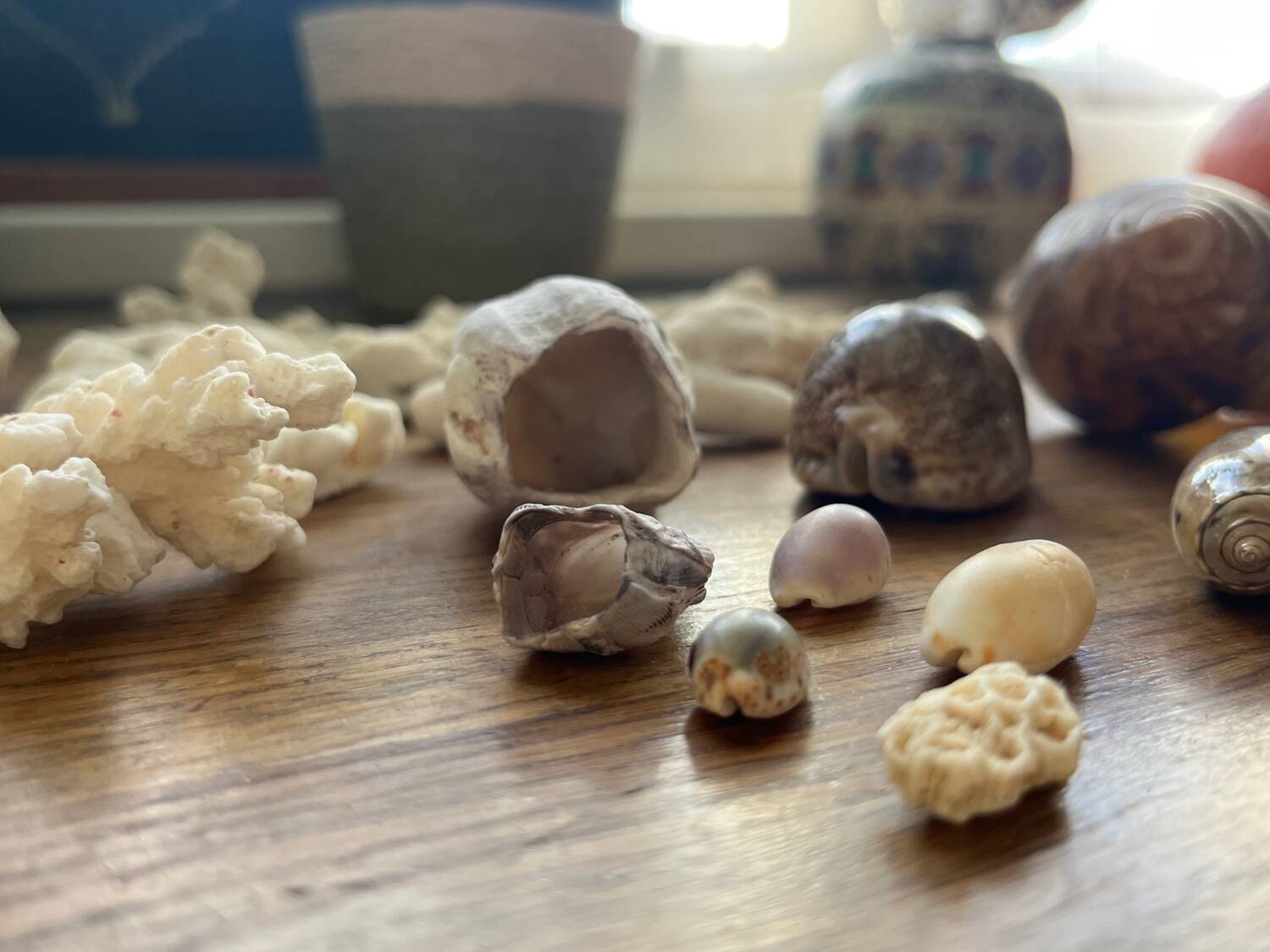 Set of natural shells and corals