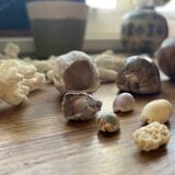 Set of natural shells and corals