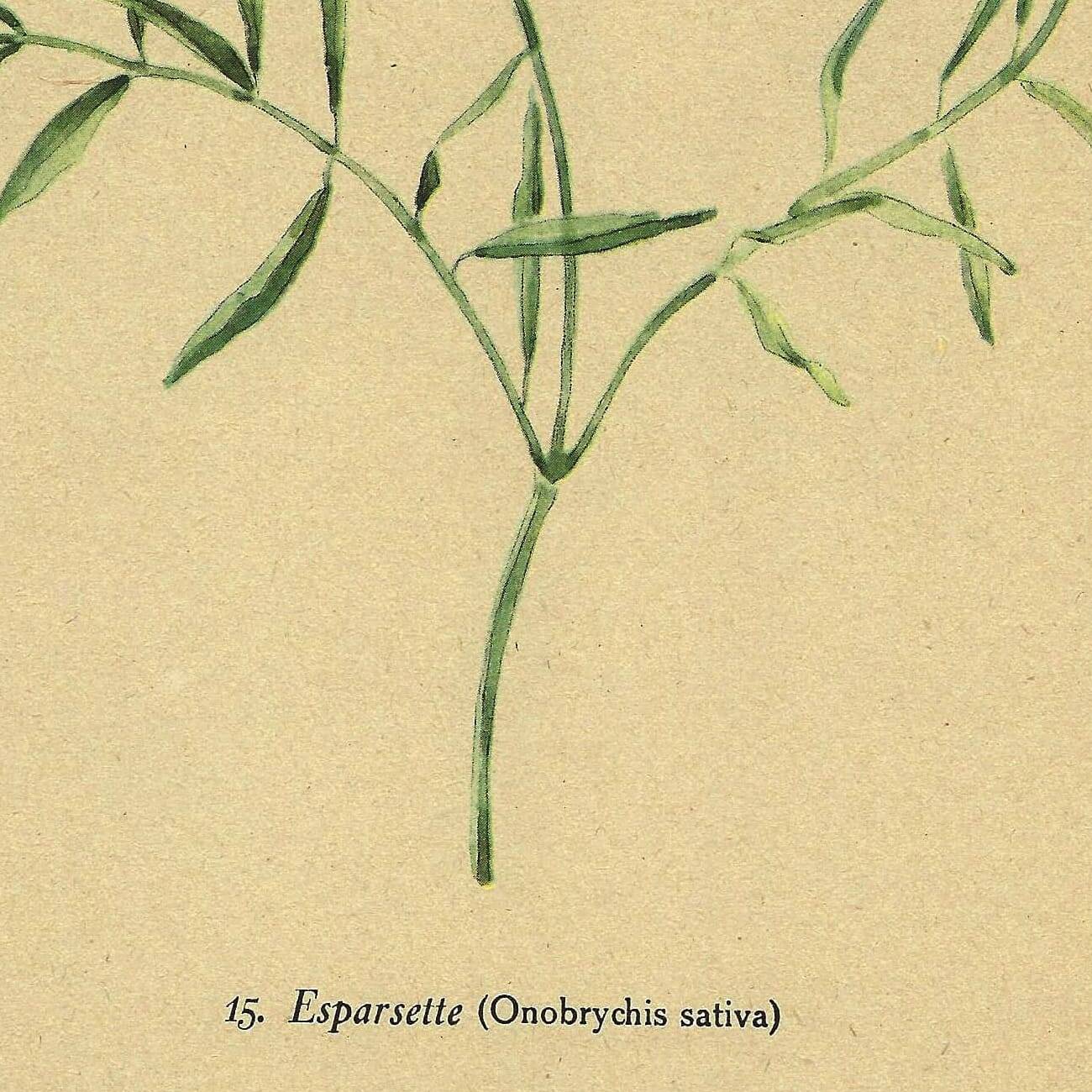 Illustration ancienne de 1948 de fleurs des prés par H.Strache - Esparcette
