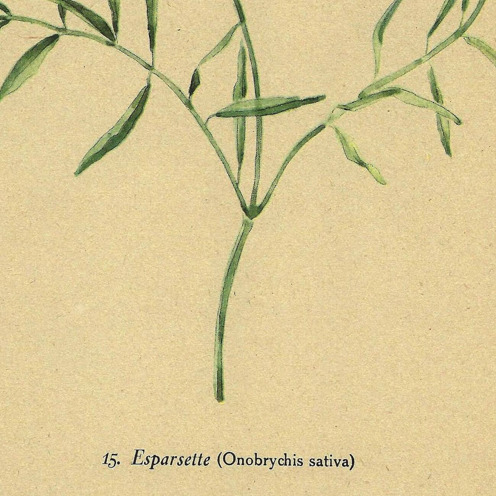 Illustration ancienne de 1948 de fleurs des prés par H.Strache - Esparcette