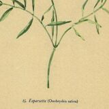 Illustration ancienne de 1948 de fleurs des prés par H.Strache - Esparcette