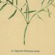 Illustration ancienne de 1948 de fleurs des prés par H.Strache - Esparcette