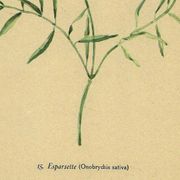 Illustration ancienne de 1948 de fleurs des prés par H.Strache - Esparcette