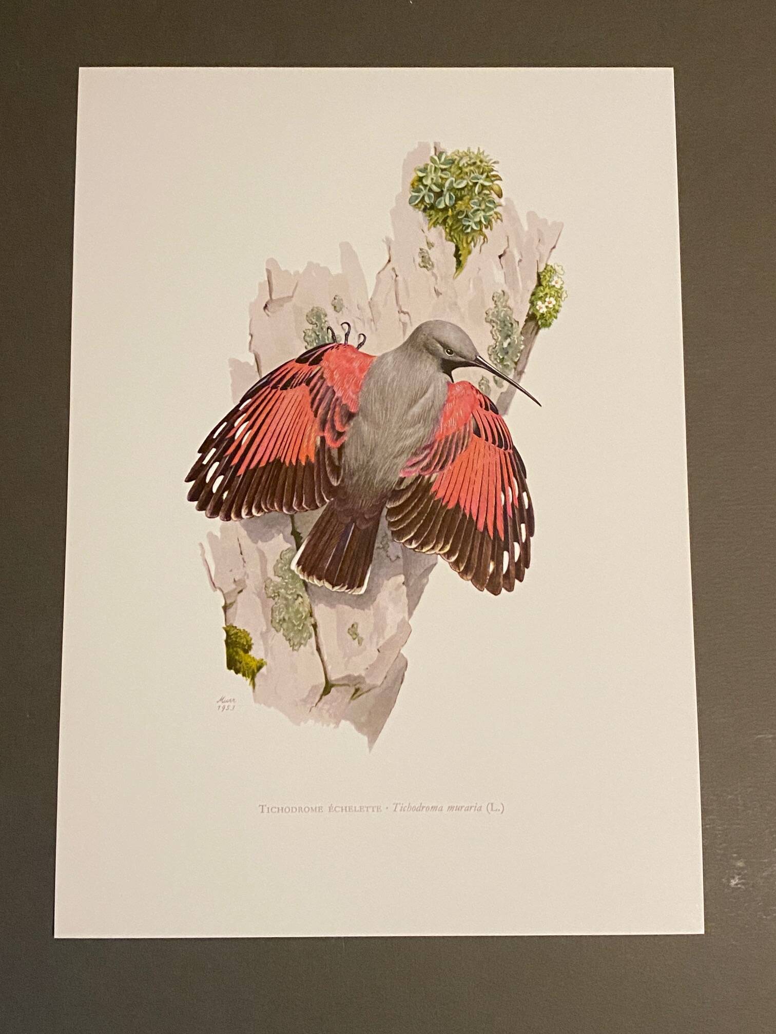 Old illustration – Wallcreeper (bird)