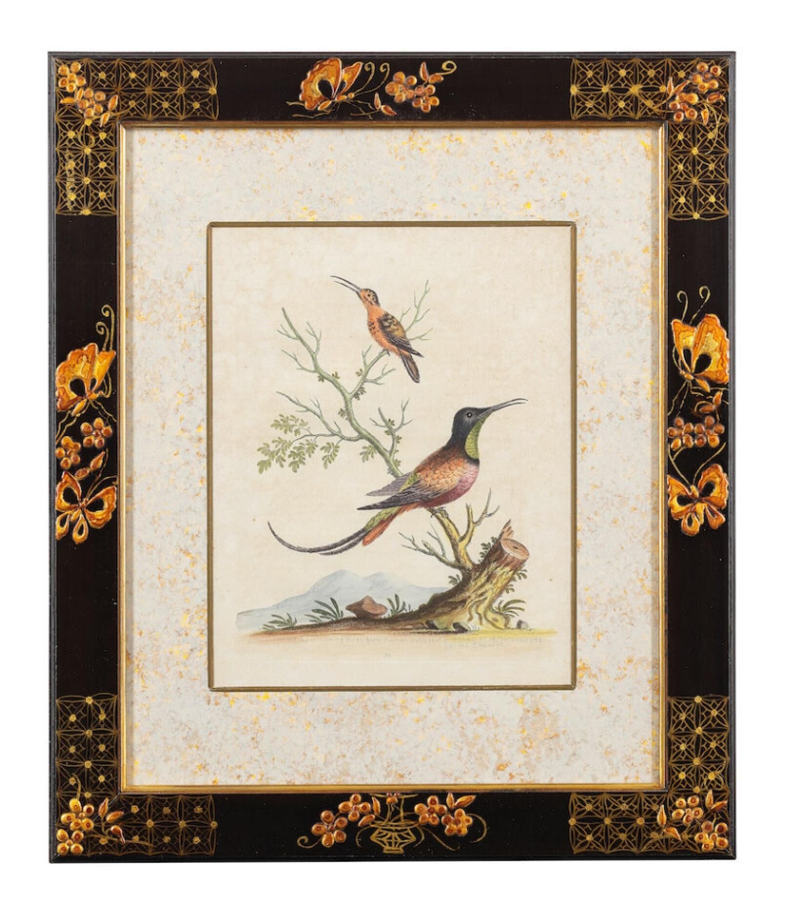 12 hand-coloured ornithological engravings from 1740 by George Edwards.