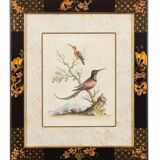 12 hand-coloured ornithological engravings from 1740 by George Edwards.