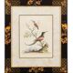 12 hand-coloured ornithological engravings from 1740 by George Edwards.