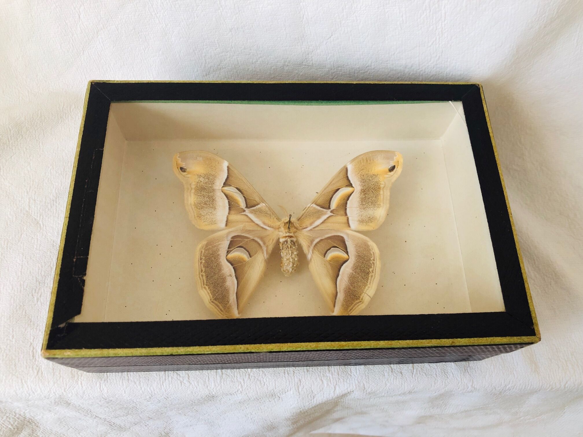 Naturalized butterfly frame