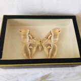 Naturalized butterfly frame