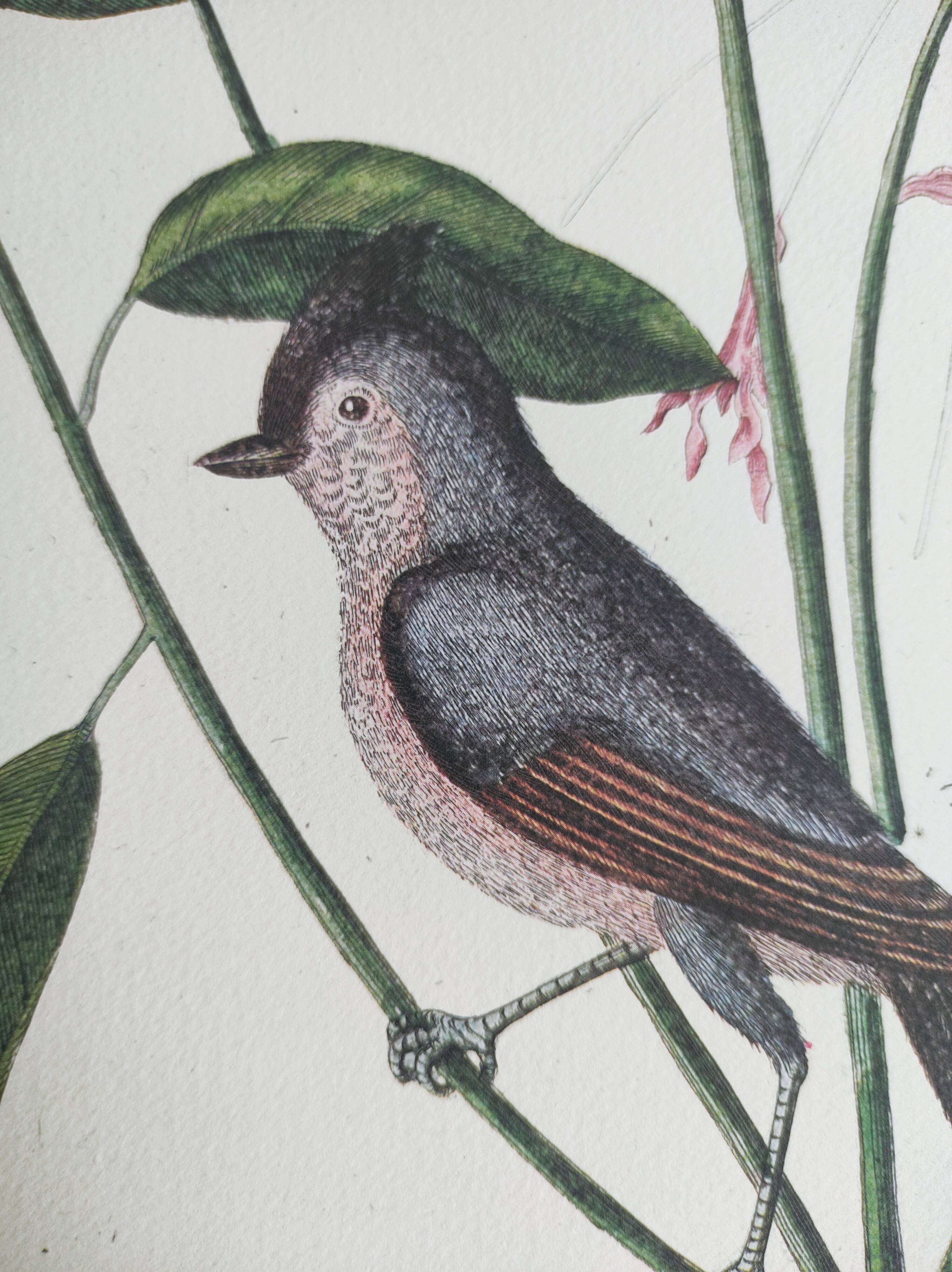 Vintage bird board - Crested titmouse - Old ornithology engraving by Seligmann & Catesby. 1973.